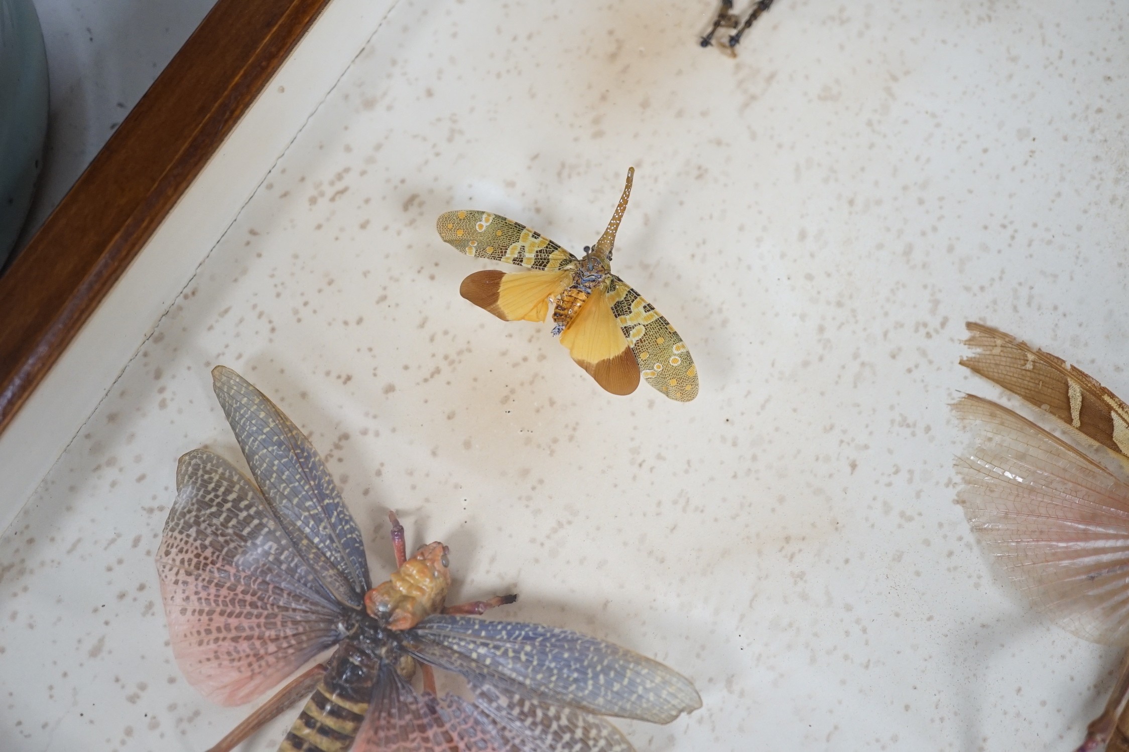 A cased group of taxidermic flying insects